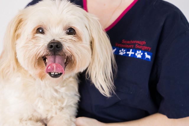 Scarborough Veterinary Surgery - compassionate, experienced animal care
