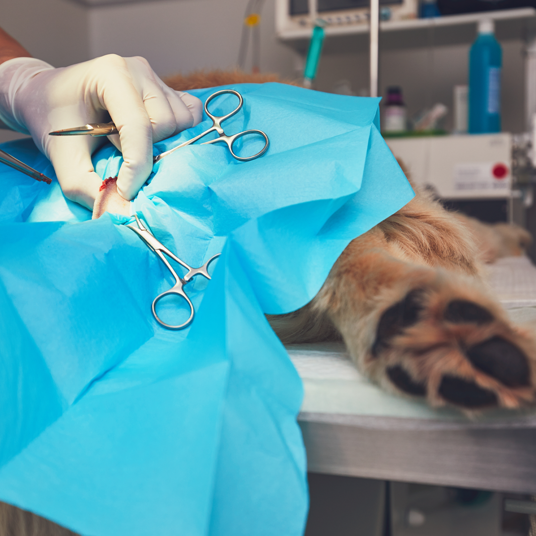 orthopaedic at vet