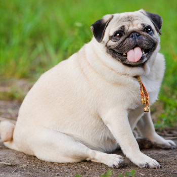 Weight Management Plans - scarborough vet surgery