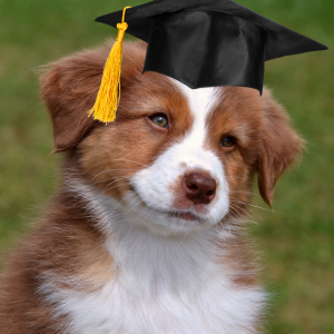 puppy preschool at scarborough vet