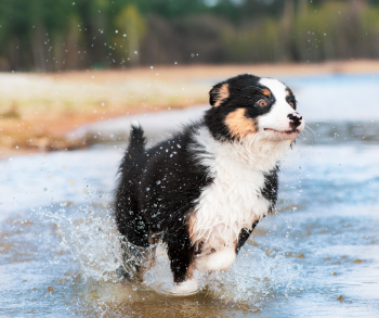 PUPPY PROTECTION AT A GLANCE scarborough vet