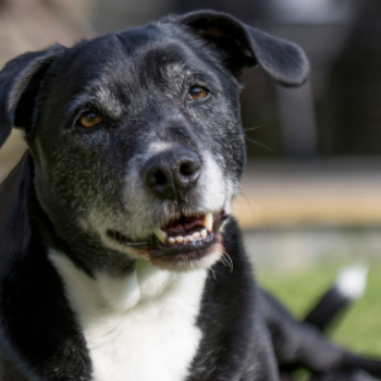 Geriatric Program at scarborough vet surgery